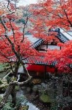 91精品人妻-91精品人妻，网络文化中的一抹独特风景