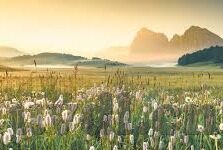 麻豆av-麻豆AV的复杂性与社会影响思考